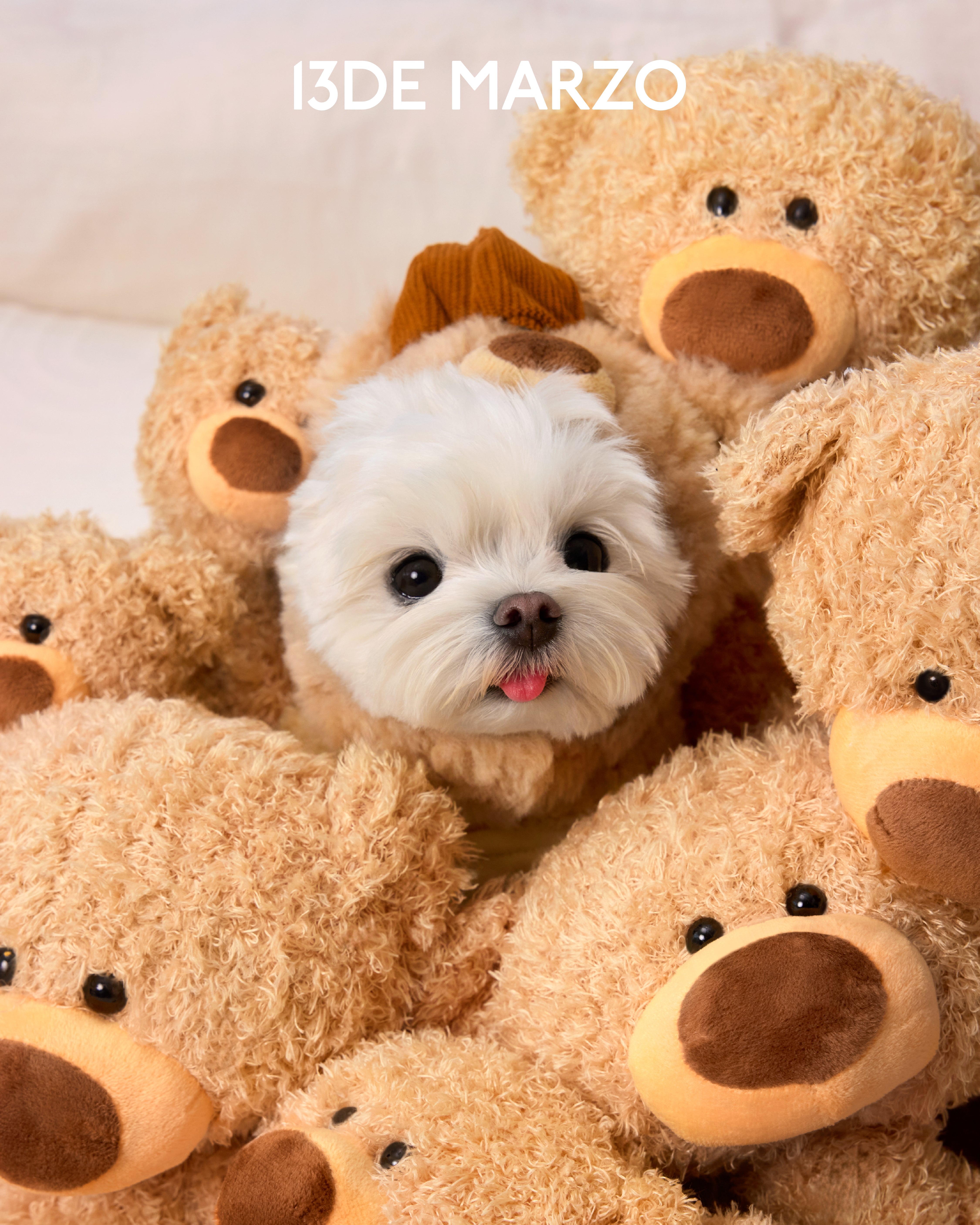 SHOP CUPS COLLECTION | 13DE MARZO OFFICIAL STORE